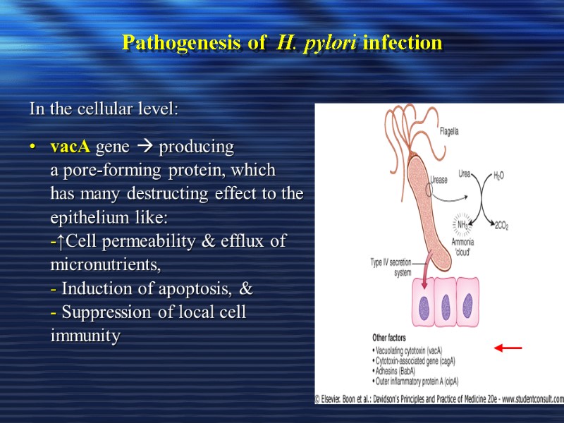 Pathogenesis of  H. pylori infection In the cellular level: vacA gene  producing